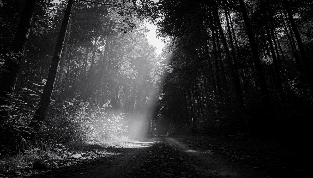 Forked forest path representing team synergy versus collaboration choice